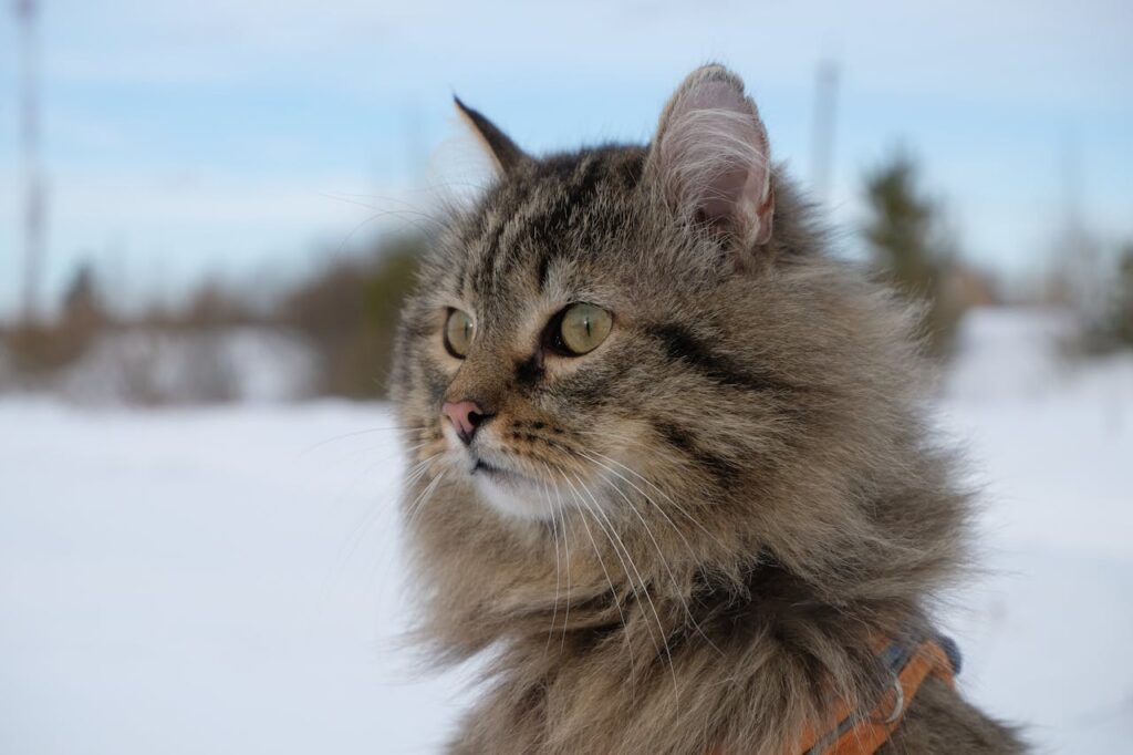 Siberian cat thick fur snow