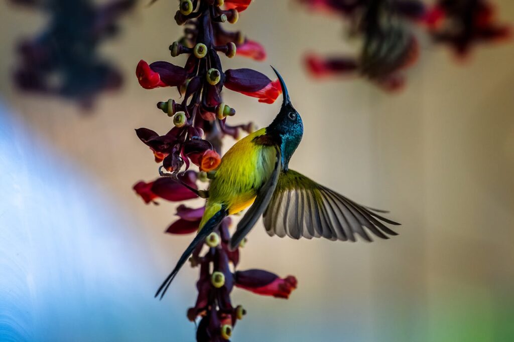 Humming bird