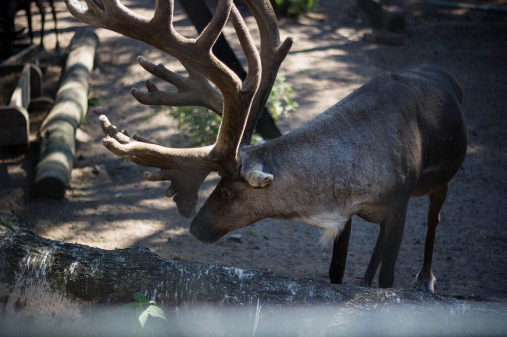Reindeer