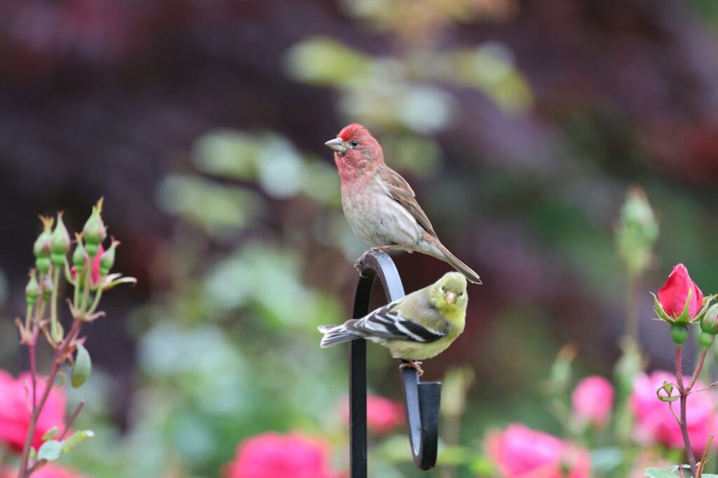 Goldfinches Abound