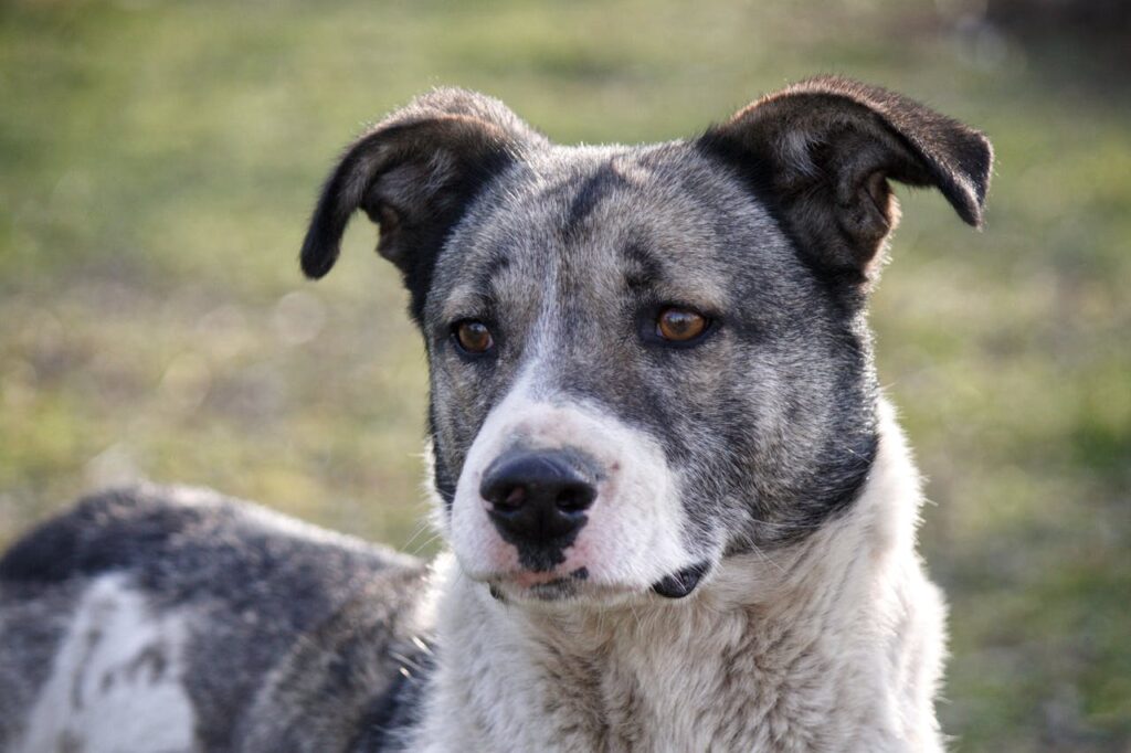 Australian Cattle Dog