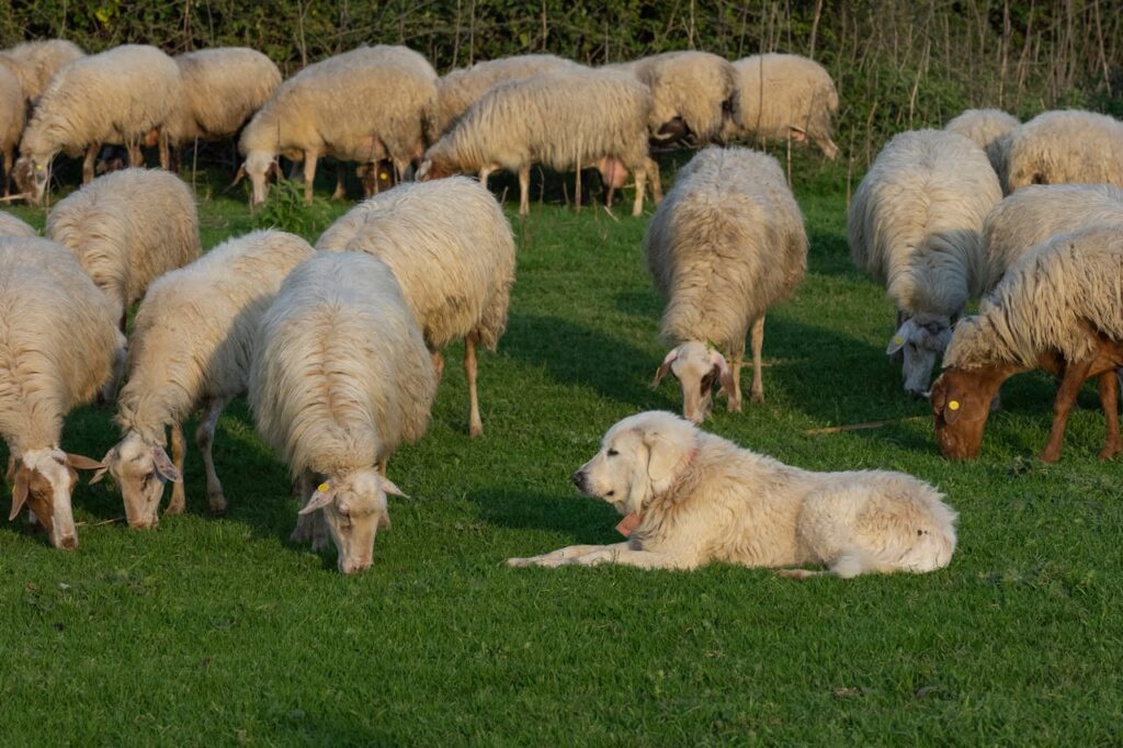 Akbash with dog with sheeps