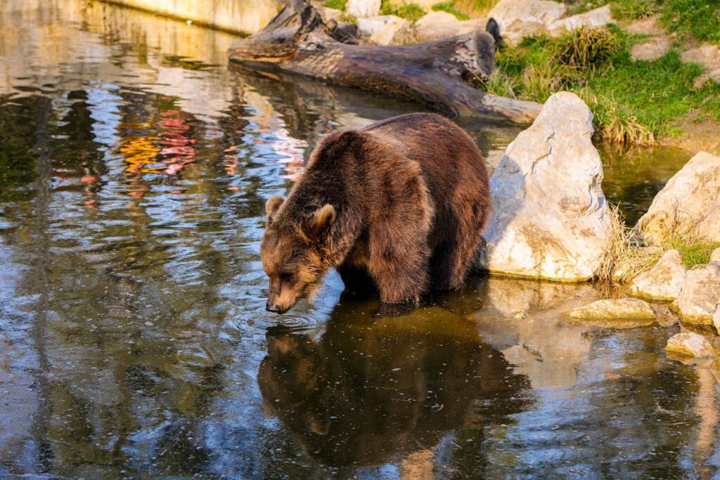 Grizzly bear Glacier National Park