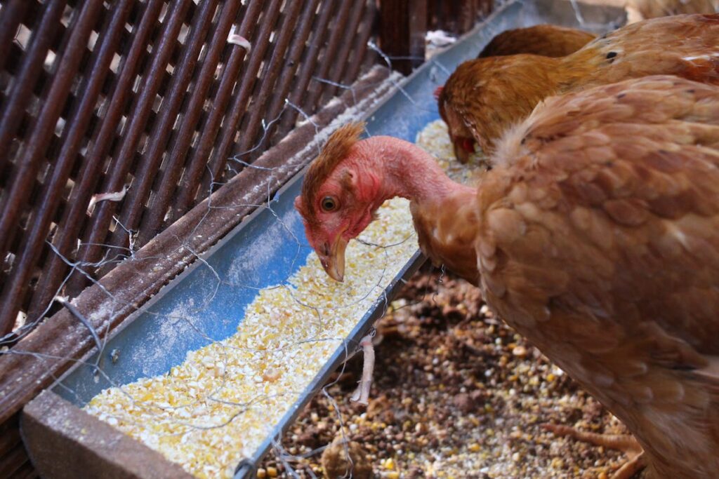 Dirty chicken feeder