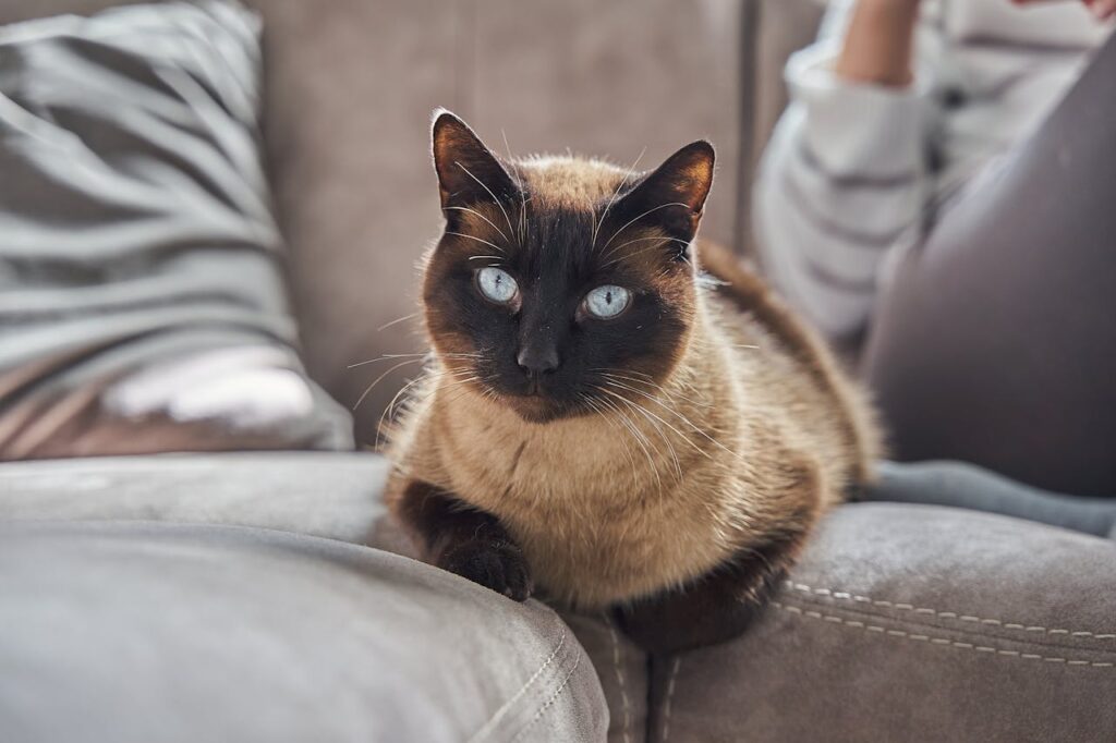 Siamese