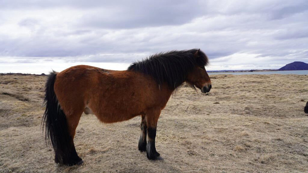 Icelandic Horse