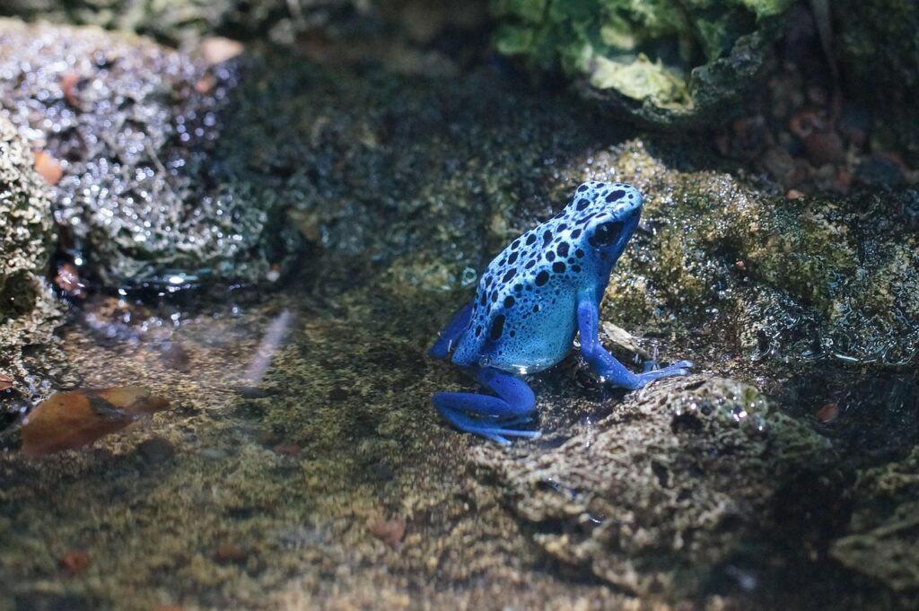 Poison Dart Frog