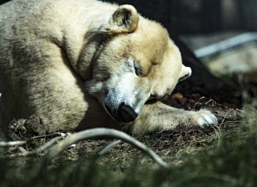 Bear sleeping