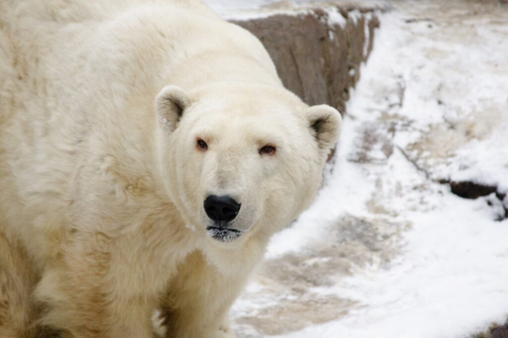 Polar bear