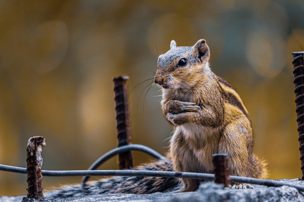 Chipmunk