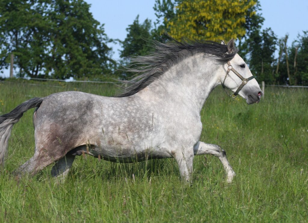 Andalusian Horses