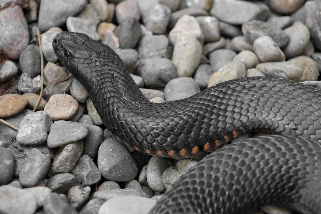 Snake