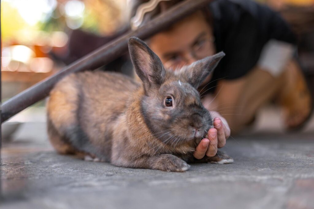 Rabbit eat