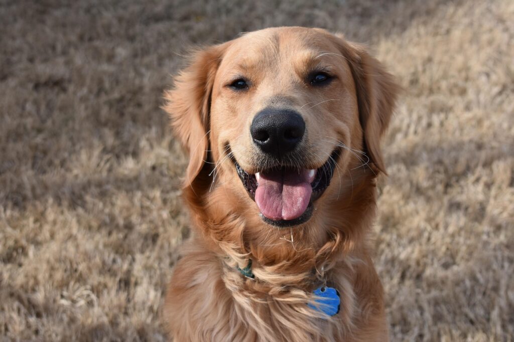 golden retriever
