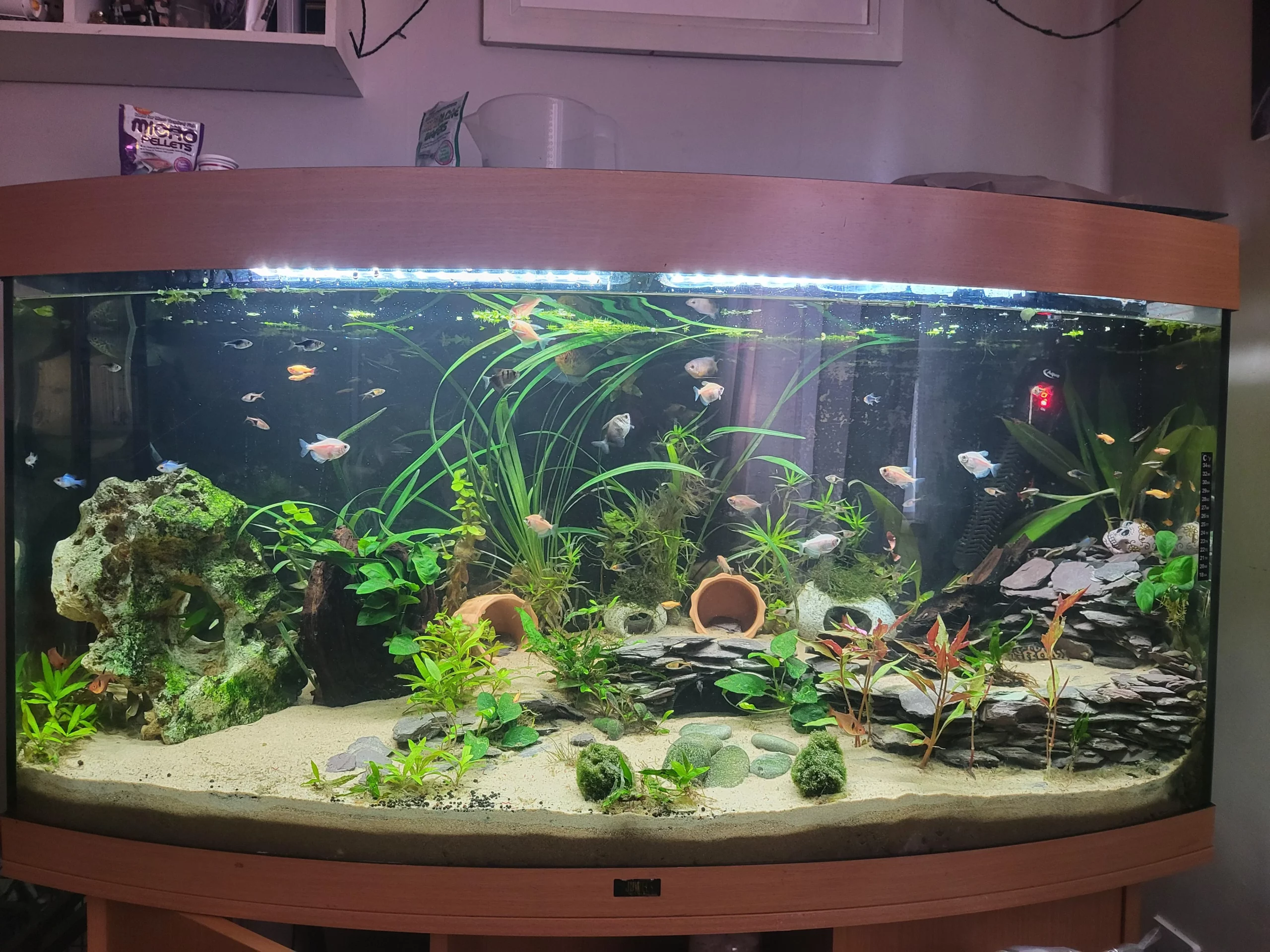 Fish Tank Competition