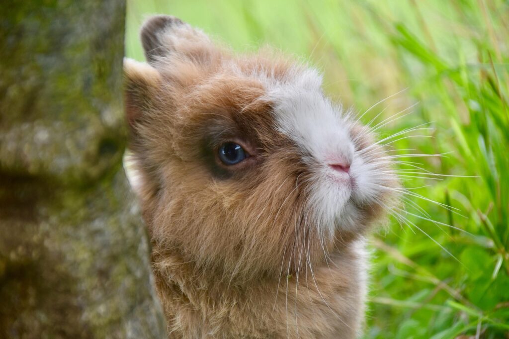 Rabbit close up