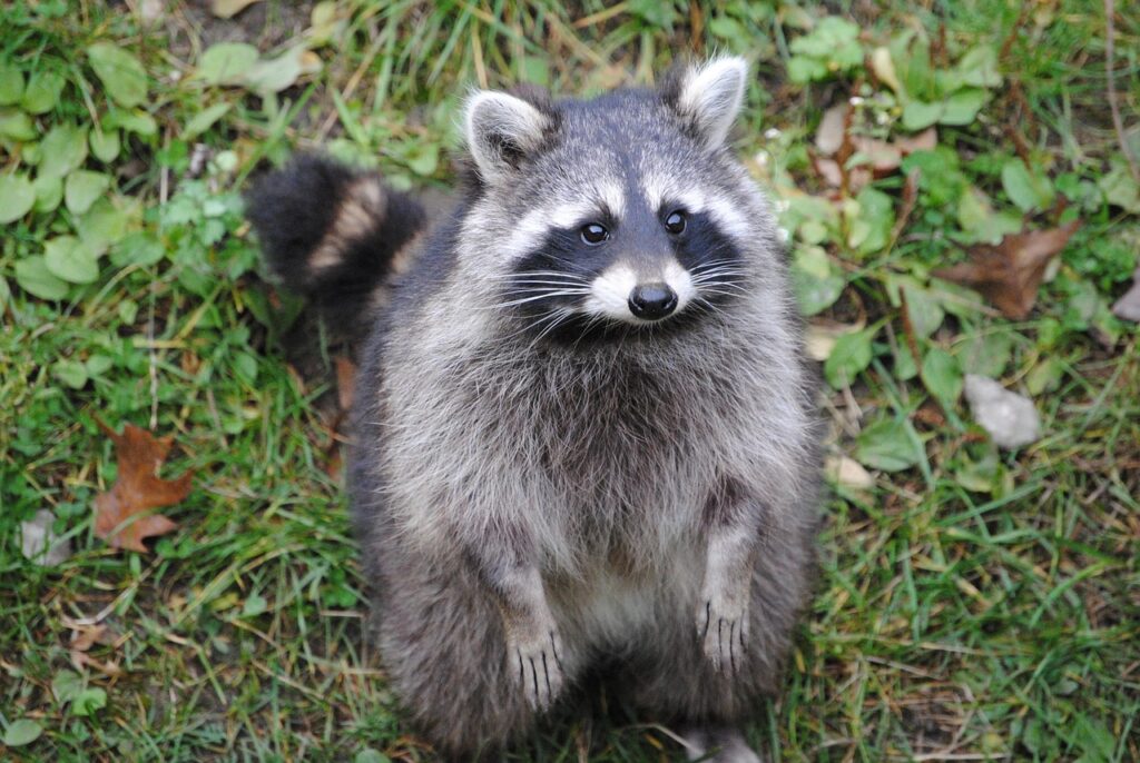 Racoon