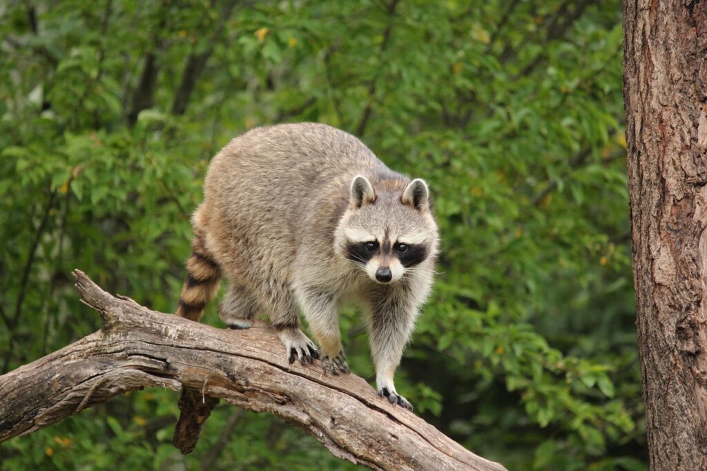 Racoon