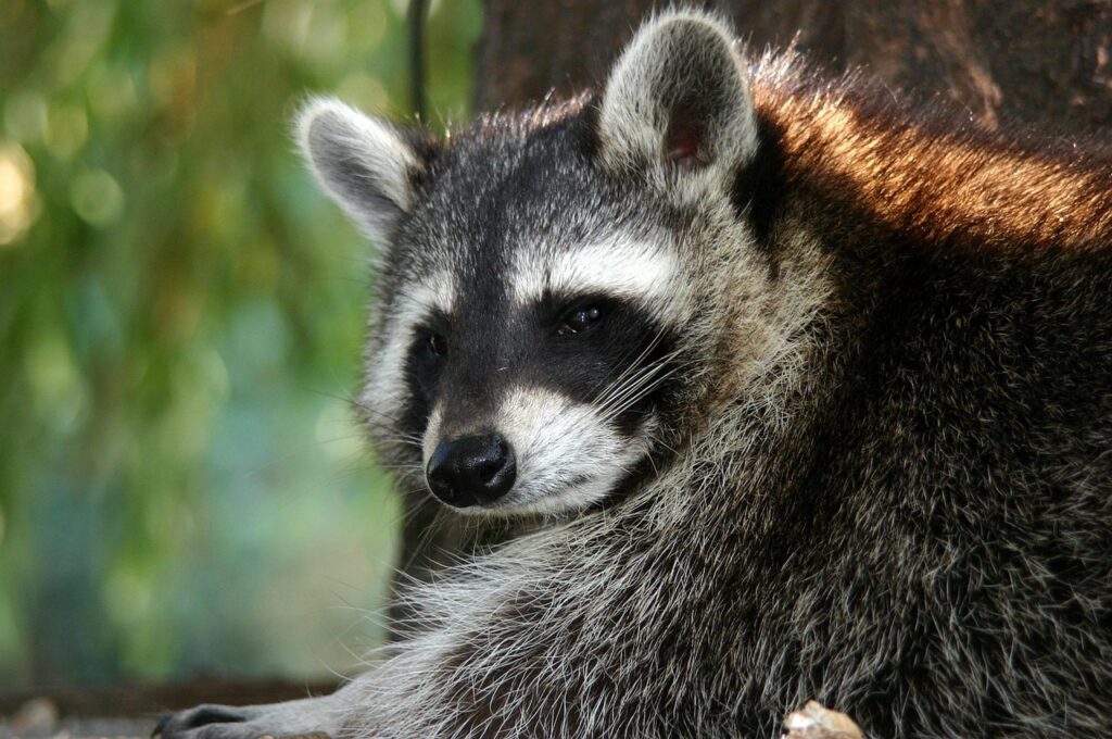 racoon-268791_1280