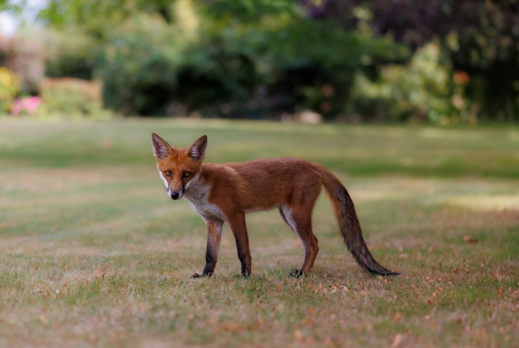Red fox
