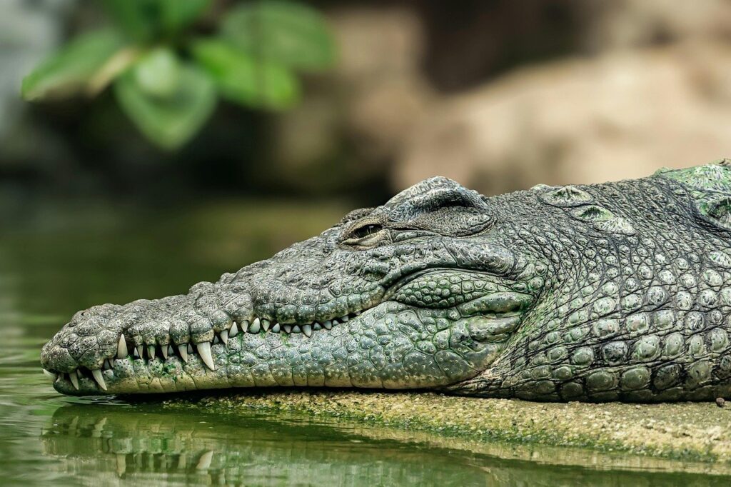 Alligator