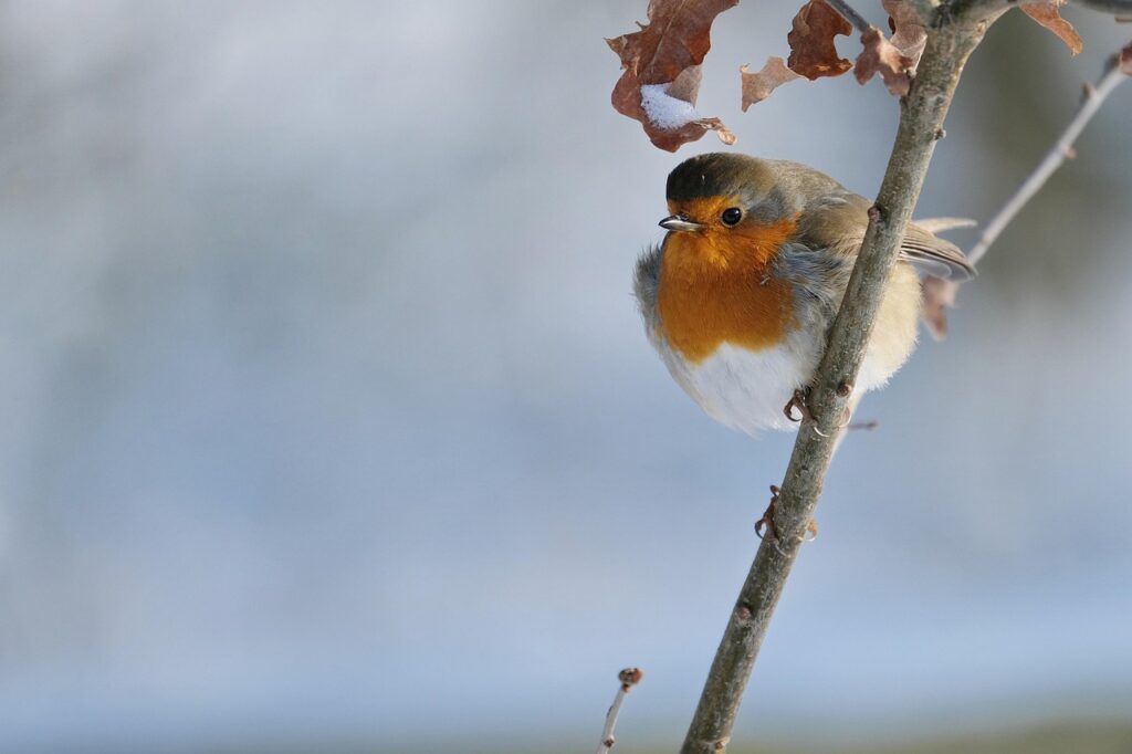 robin