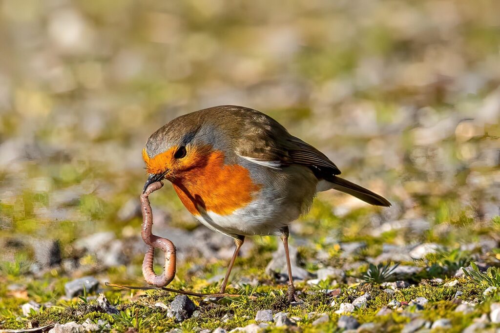 robin-7283759_1280