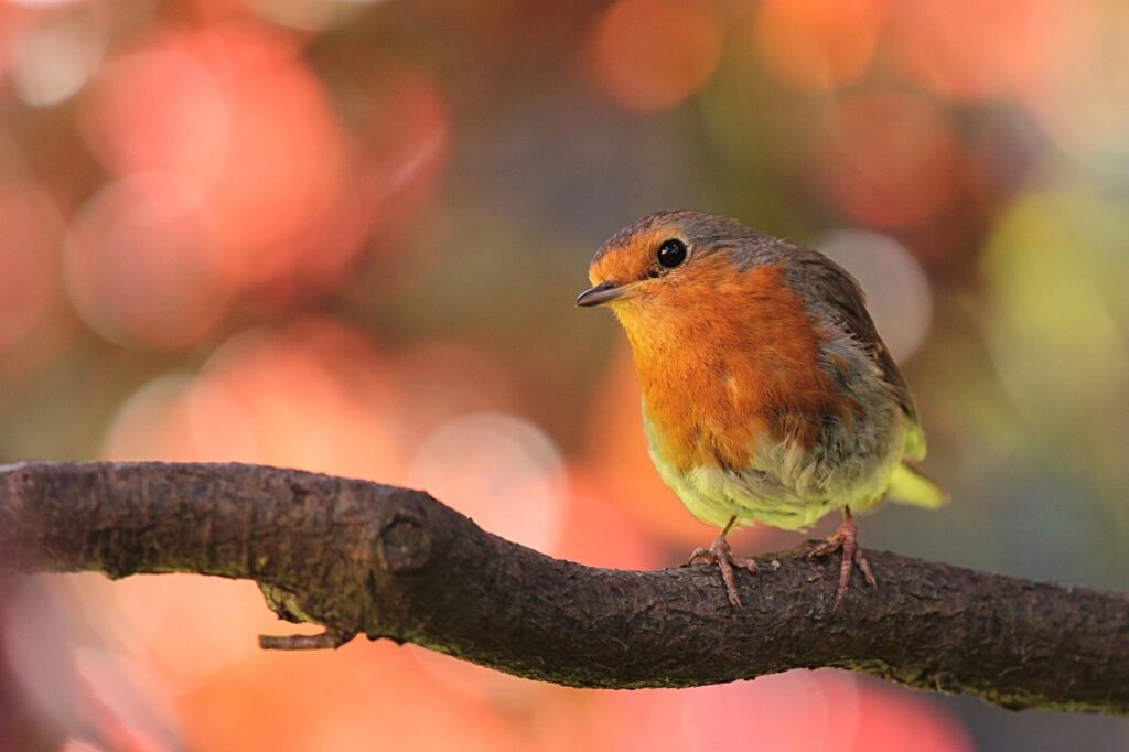 robin-818126_1280