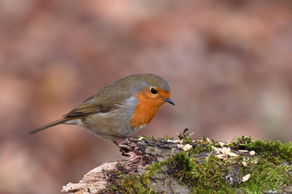 robin-9308182_1280