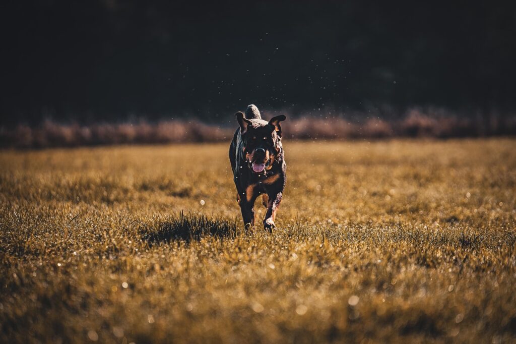 rottweiler-7515639_1280