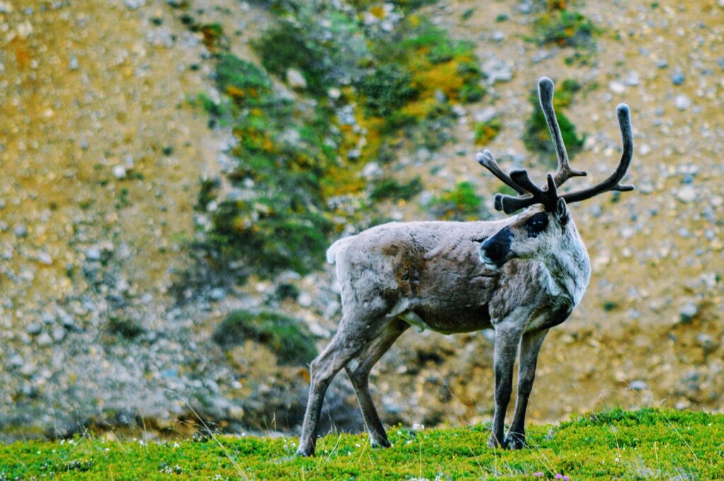 Alaska Caribou