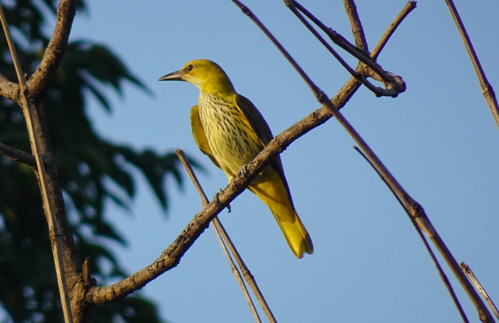 Oriole on a tree branch