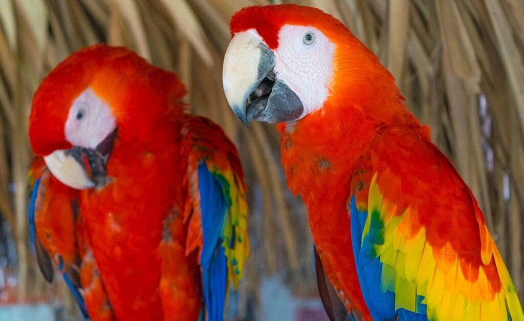 Scarlet Macaw