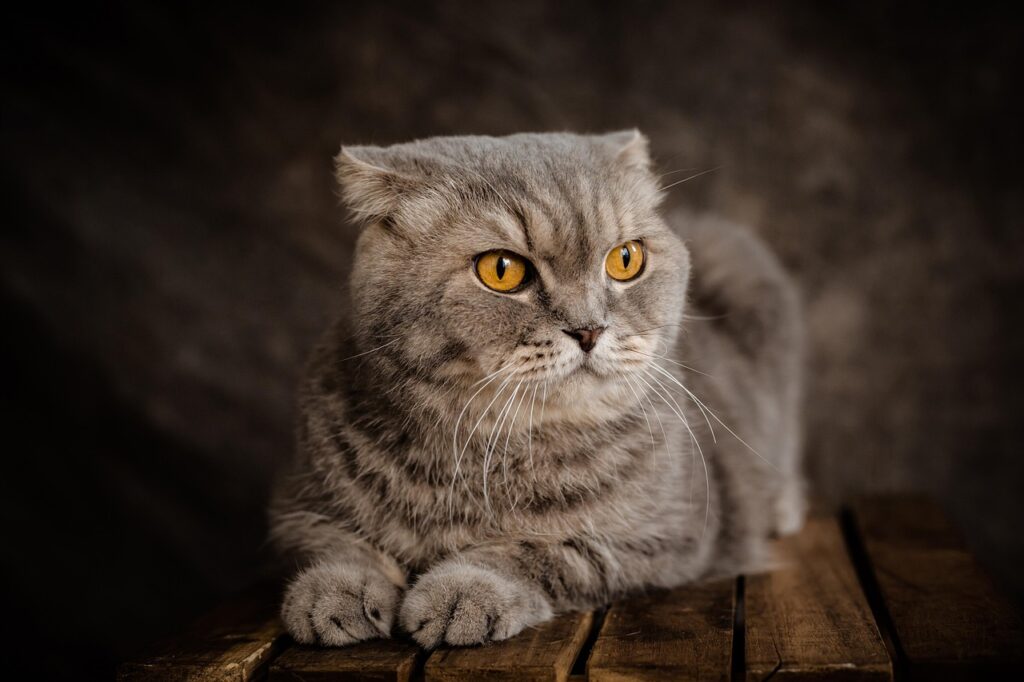 Scottish Fold