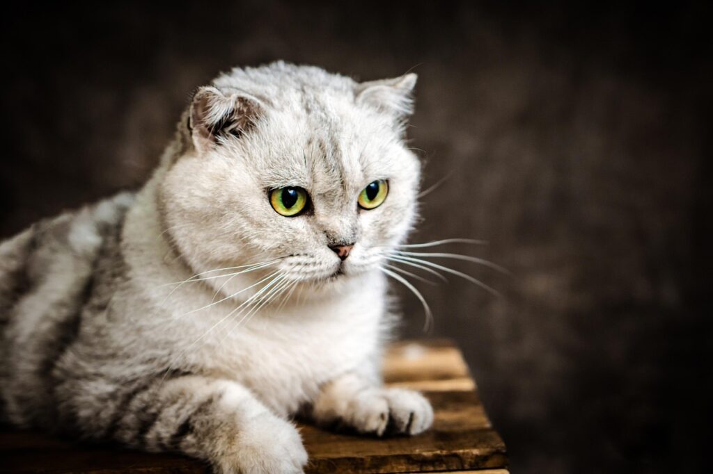 Scottish fold