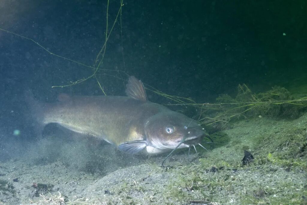 Channel Catfish