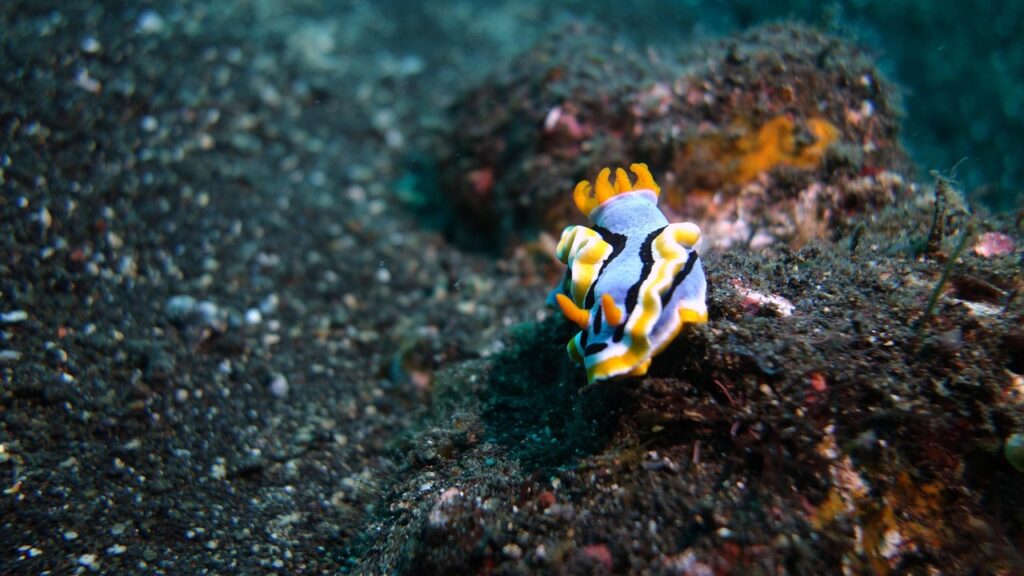 Sea slug