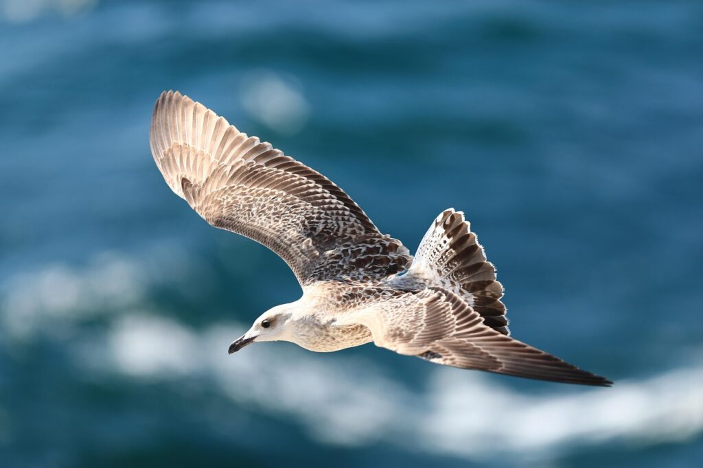seagull-8320687_1280
