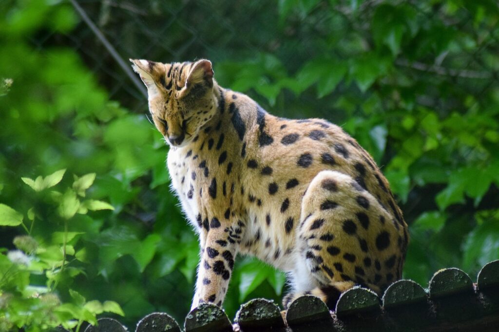 Serval