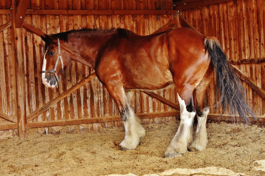 Shire horse