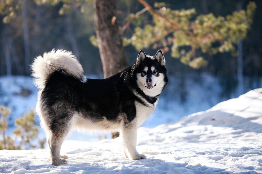 alaskan malamute