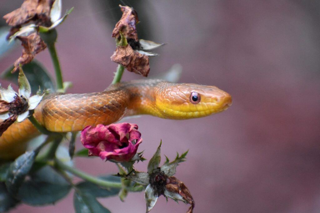 Rat Snake
