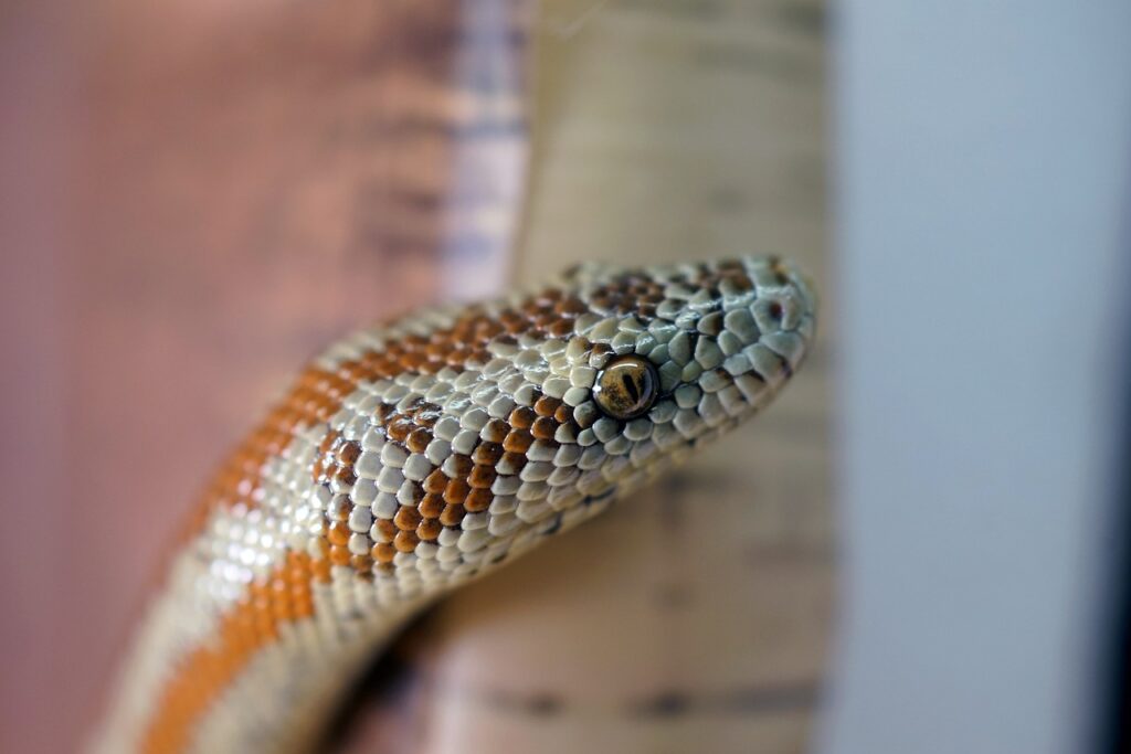 rosy boa