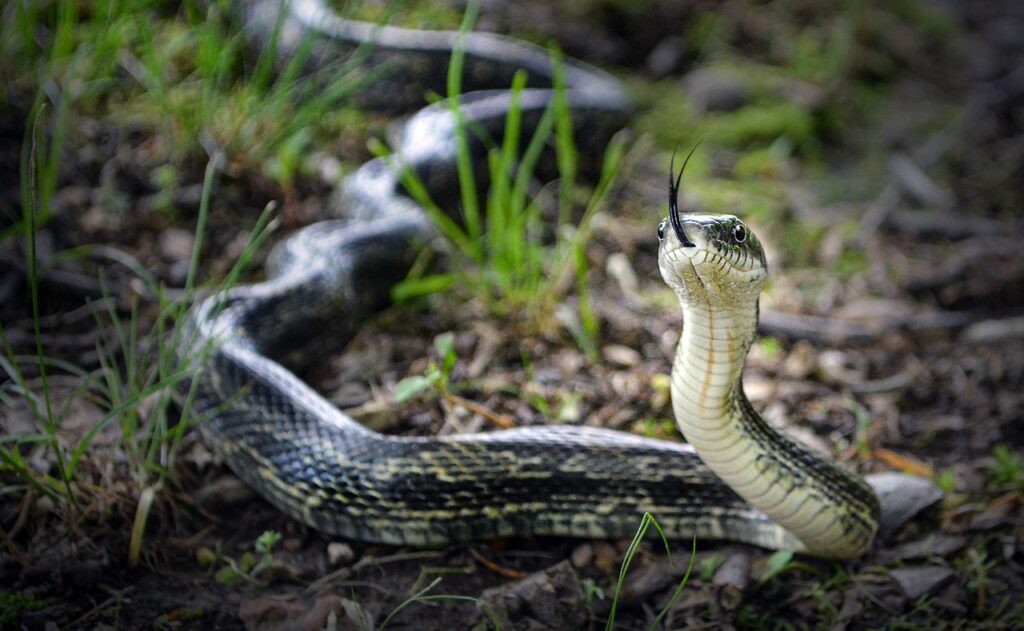 Rat Snake