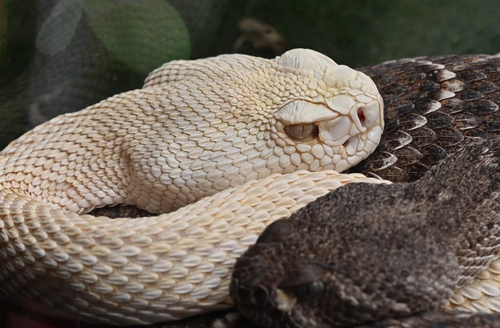 Rattlesnake