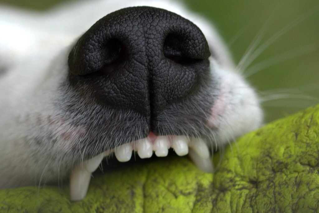 Dog teeth
