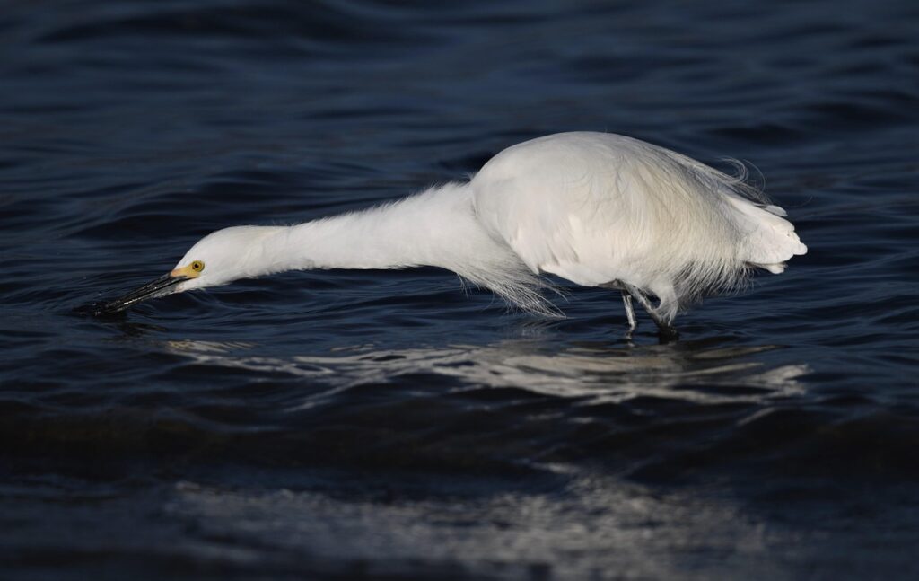 Snowy Egret