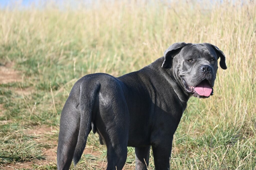 Cane Corso