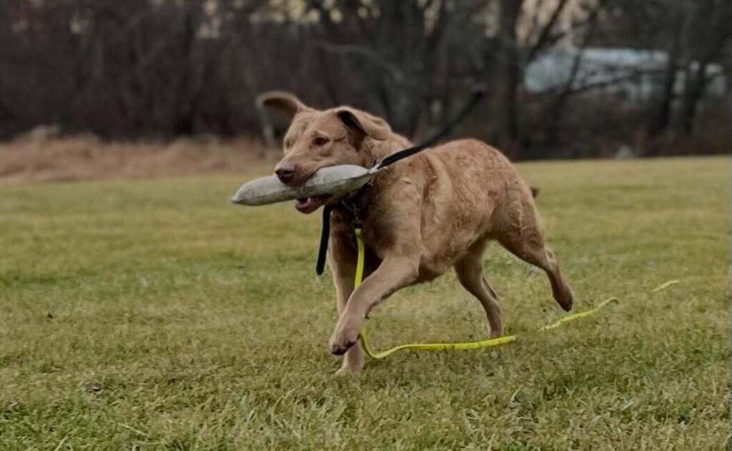 Chesapeake Bay Retriever playing fetch