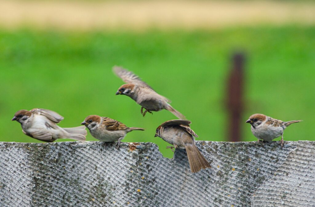 Sparrows in Flocks